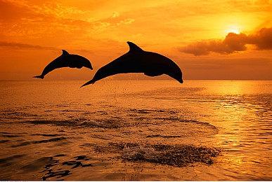 《小动物餐吧》限时免费发布 合作休闲餐厅经营